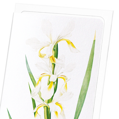 IRIS : Botanical Greeting Card