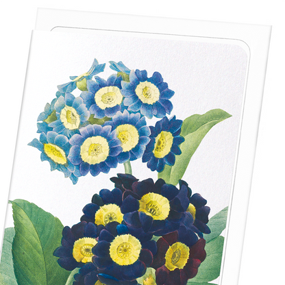 PRIMULA AURICULA NO.1: Botanical Greeting Card
