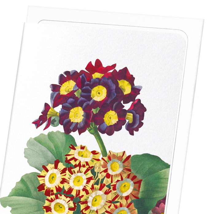 PRIMULA AURICULA NO.2: Botanical Greeting Card