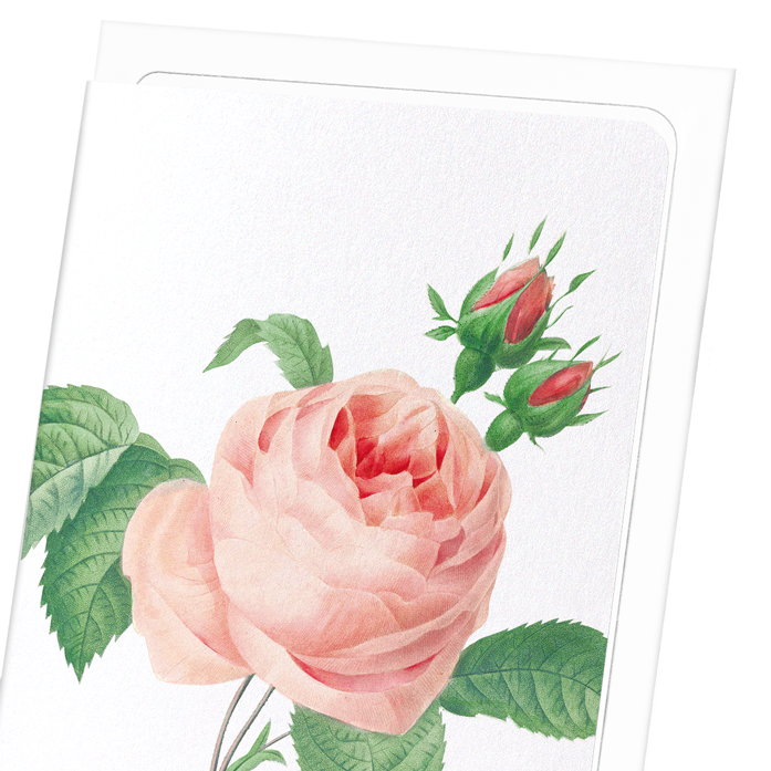 PINK ROSE NO.2: Botanical Greeting Card