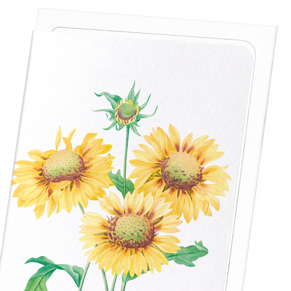 GALLARDIA BLANKET FLOWER: Botanical Greeting Card