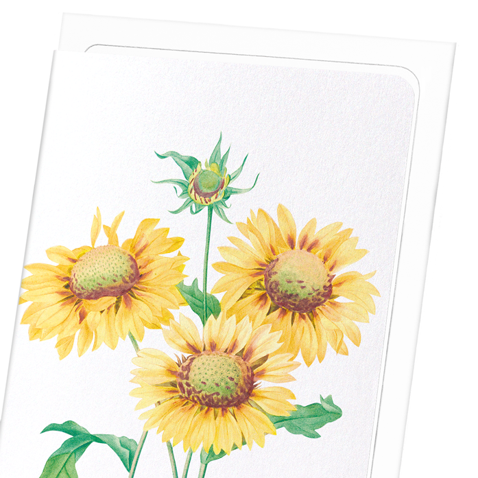 GALLARDIA BLANKET FLOWER: Botanical Greeting Card