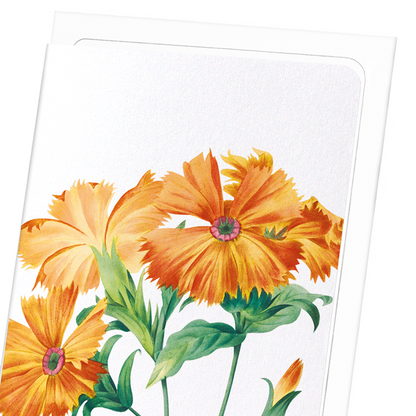 LYCHNIS GRANDIFLORA: Botanical Greeting Card