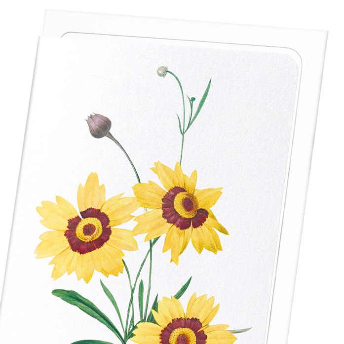 TICKSEED COREOPSIS: Botanical Greeting Card