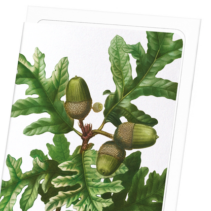 PYRENEAN OAK: Botanical Greeting Card