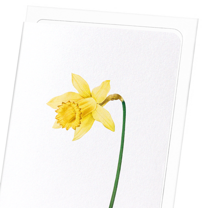 LENT LILY WILD DAFFODIL: Botanical Greeting Card