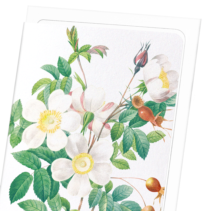 ROSIER CANDOLLE: Botanical Greeting Card
