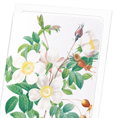 ROSIER CANDOLLE: Botanical Greeting Card