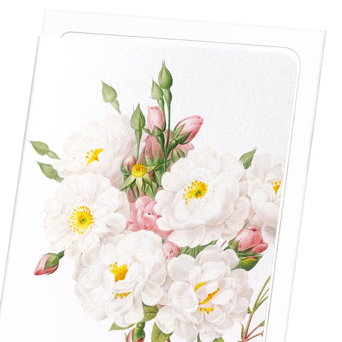 NOISETTE ROSE: Botanical Greeting Card