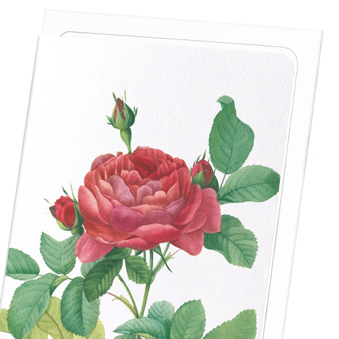 GALLICA ROSE PONTIANA: Botanical Greeting Card