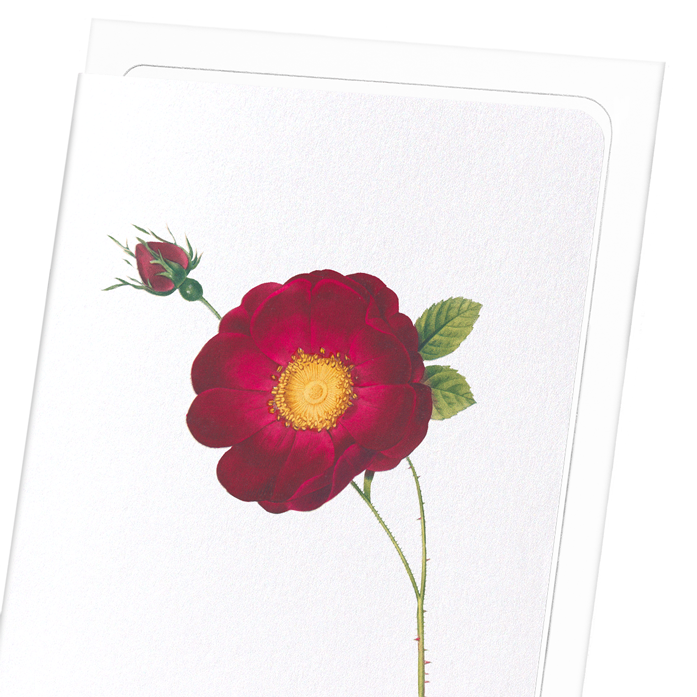 ROSA GALLICA MAHEKA: Botanical Greeting Card