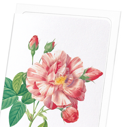 GALLICA ROSE VERSICOLOR: Botanical Greeting Card