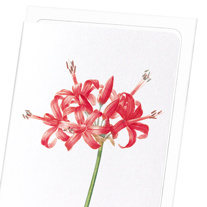 GUERNSEY OR JERSEY LILY: Botanical Greeting Card