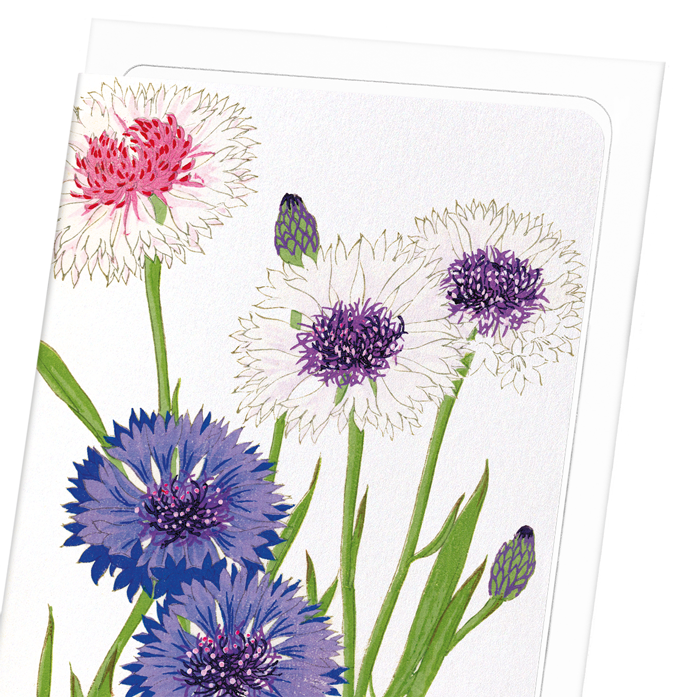 CORNFLOWER: Botanical Greeting Card