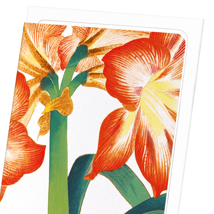 AMARYLLIS: Botanical Greeting Card
