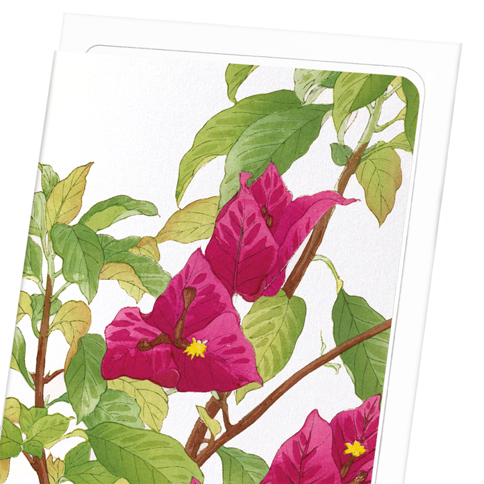 BOUGAINVILLEA: Botanical Greeting Card
