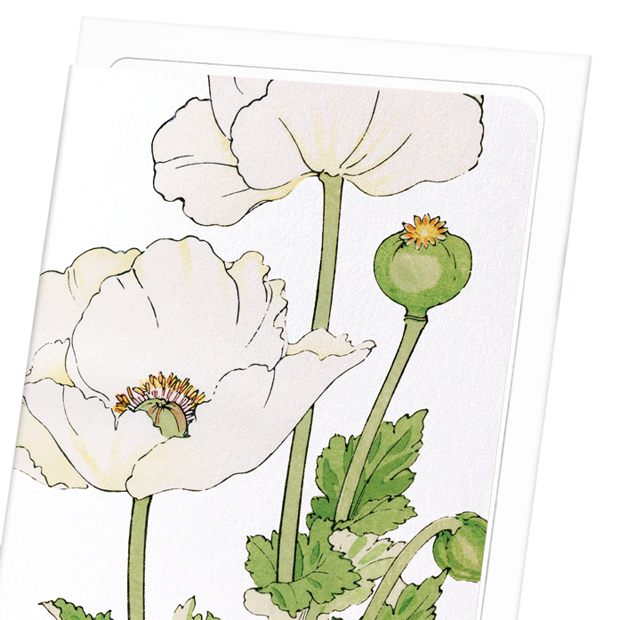 POPPY: Botanical Greeting Card