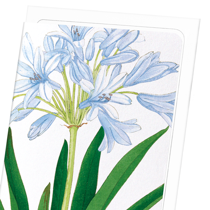 AGAPANTHUS: Botanical Greeting Card