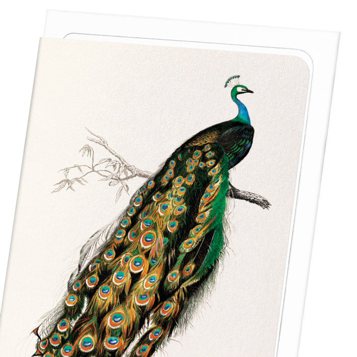INDIAN PEAFOWL (MID 17TH C.): Painting Greeting Card