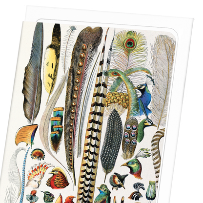 FEATHERS (1900): Painting Greeting Card
