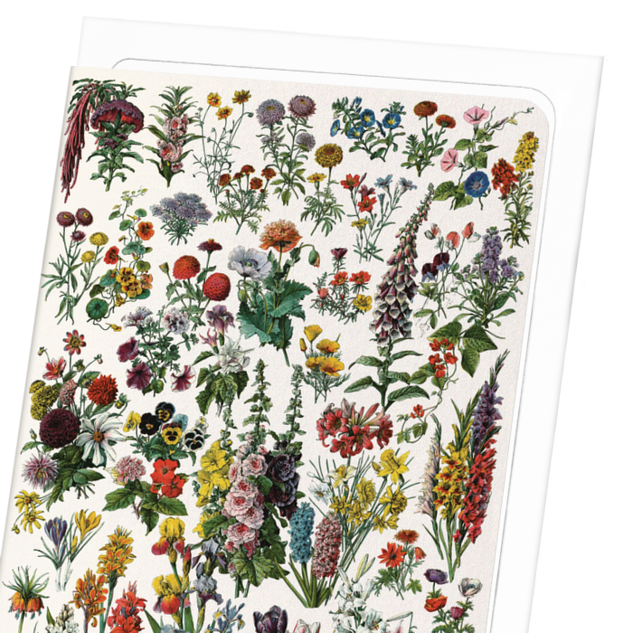ILLUSTRATION OF FLOWERS - A (C.1900): Painting Greeting Card