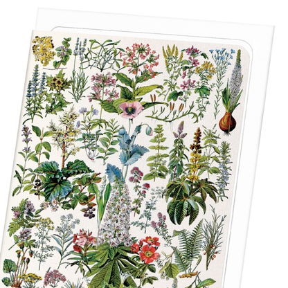 ILLUSTRATION OF FLOWERS - B (C.1900): Painting Greeting Card