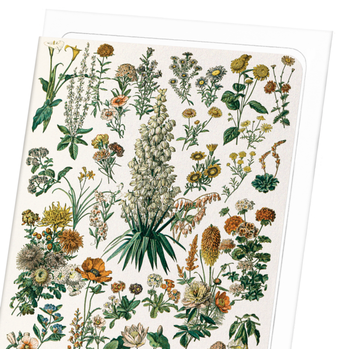ILLUSTRATION OF FLOWERS - C (C.1900): Painting Greeting Card