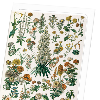 ILLUSTRATION OF FLOWERS - C (C.1900): Painting Greeting Card
