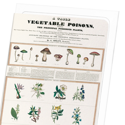 POISONOUS MUSHROOMS (1843): Botanical Greeting Card