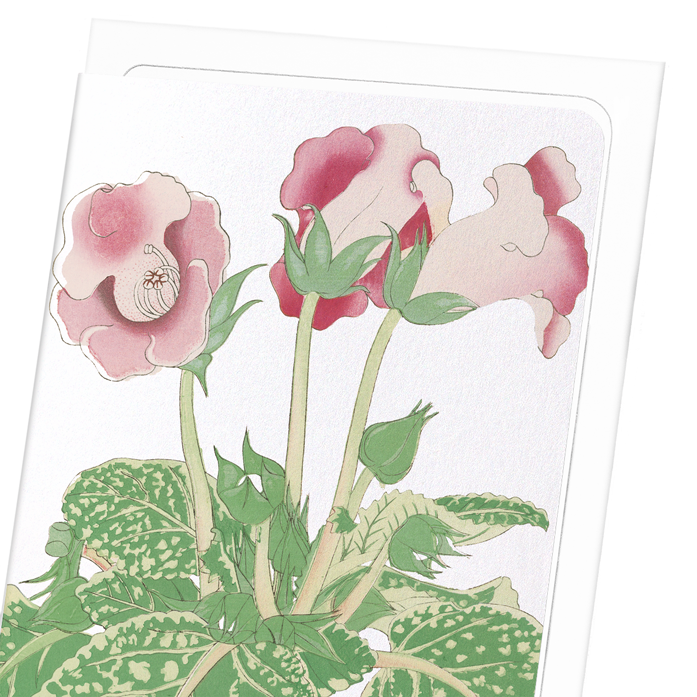 GLOXINIA FLOWER (C.1910): Japanese Greeting Card