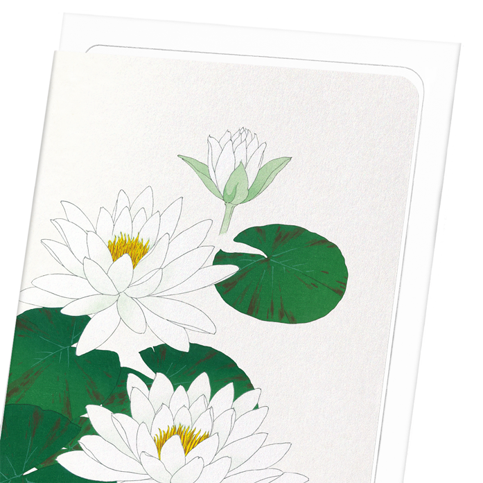 WHITE WATERLILY: Japanese Greeting Card