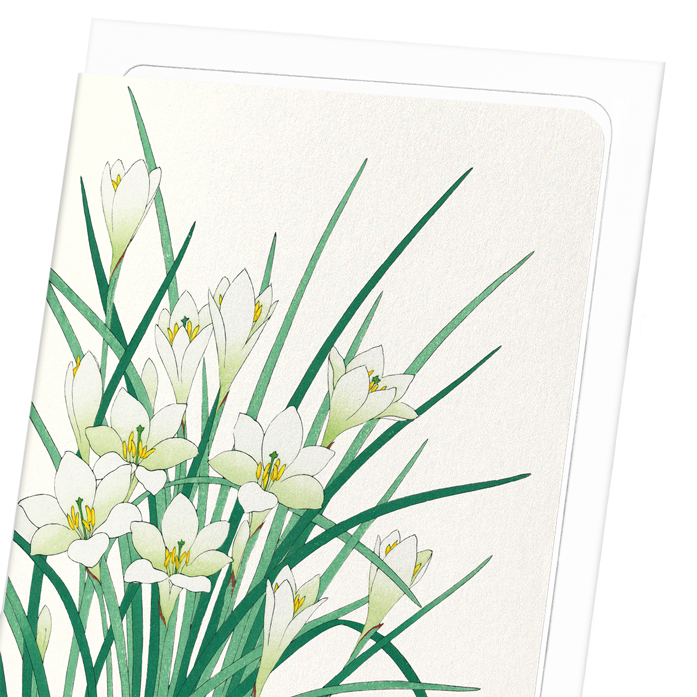 ZEPHYR LILY: Japanese Greeting Card