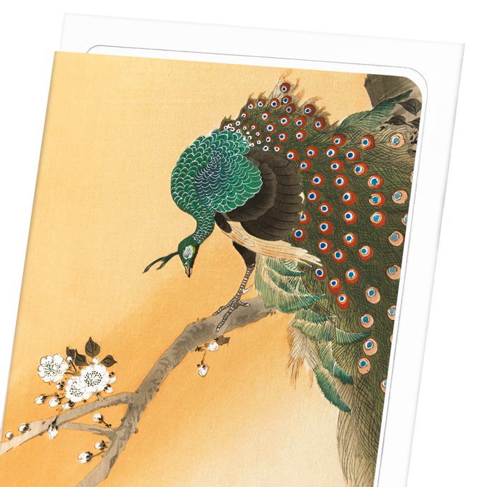 PEACOCK ON CHERRY BLOSSOMS: Japanese Greeting Card
