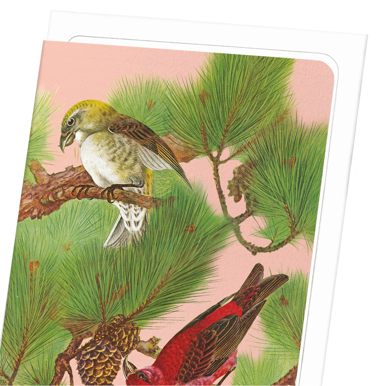 COMMON CROSSBILL BIRDS ON PINE TREE (C.1930): Japanese Greeting Card