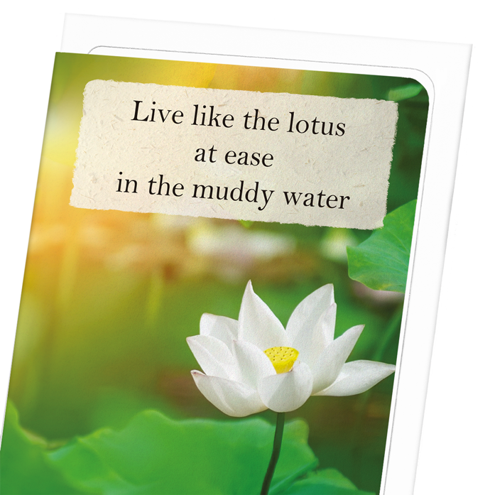 LOTUS IN THE LIGHT: Photo Greeting Card