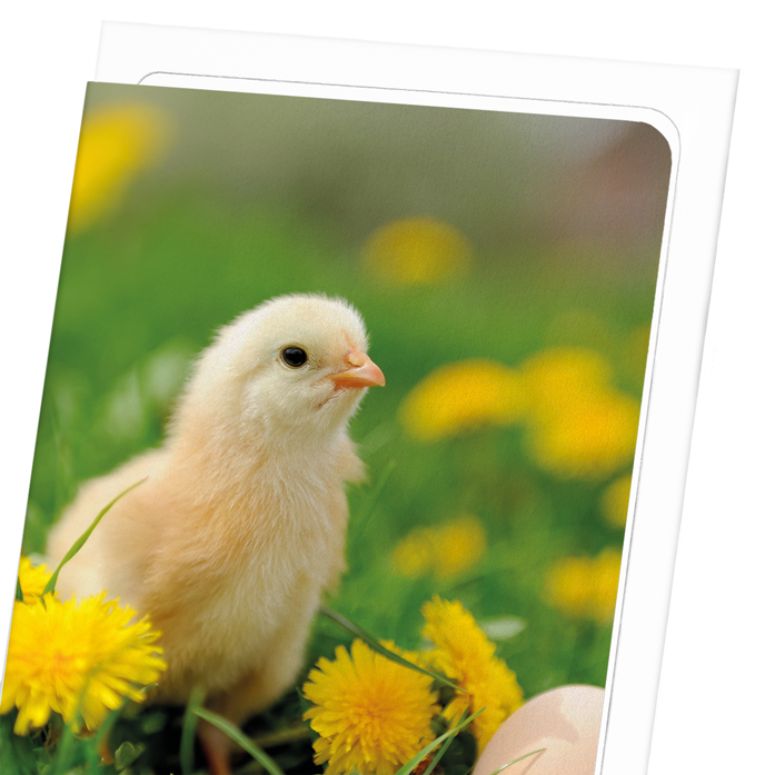 EASTER CHICK: Photo Greeting Card