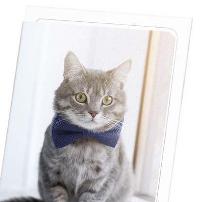 GROOMED KITTEN: Photo Greeting Card