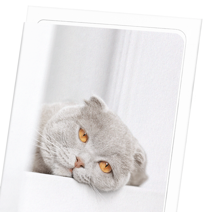LAZY CAT: Photo Greeting Card