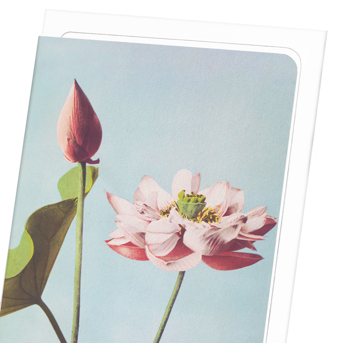 PHOTOMECHANICAL PRINT OF LOTUS FLOWERS (C.1890): Photo Greeting Card