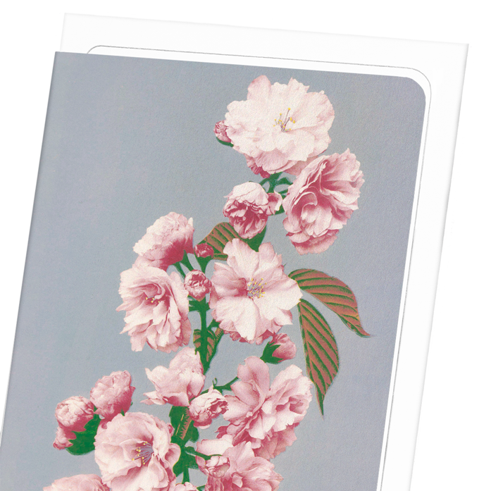PHOTOMECHANICAL PRINT OF CHERRY BLOSSOM (C.1890): Photo Greeting Card