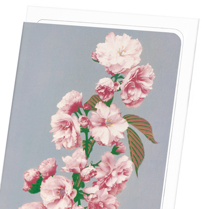PHOTOMECHANICAL PRINT OF CHERRY BLOSSOM (C.1890): Photo Greeting Card