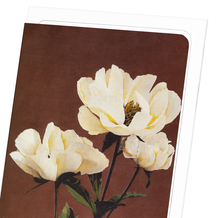 PHOTOMECHANICAL PRINT OF HÆRDACEOUS PEONIES (C.1890): Photo Greeting Card
