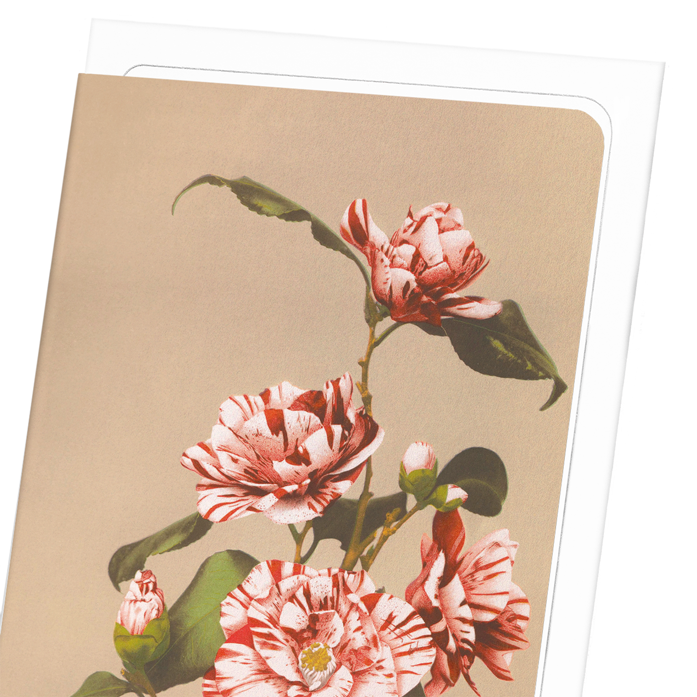 PHOTOMECHANICAL PRINT OF CAMELLIAS (C.1890): Photo Greeting Card