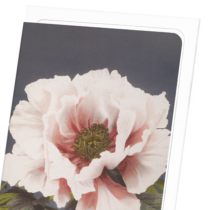 PHOTOMECHANICAL PRINT OF PEONIES (C.1890): Photo Greeting Card