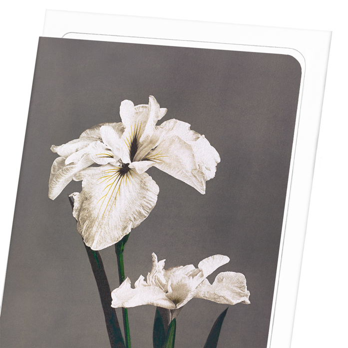 PHOTOMECHANICAL PRINT OF IRIS KÆMPFERI (1896): Photo Greeting Card