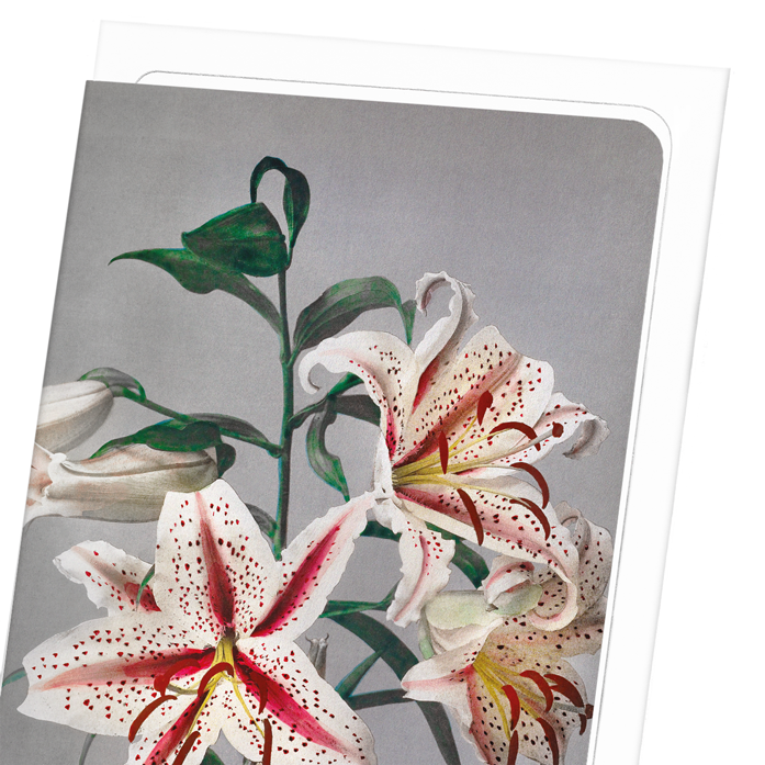 PHOTOMECHANICAL PRINT OF LILIES (C.1890): Photo Greeting Card