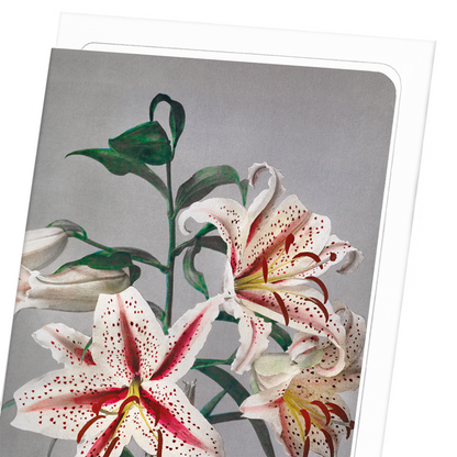 PHOTOMECHANICAL PRINT OF LILIES (C.1890): Photo Greeting Card