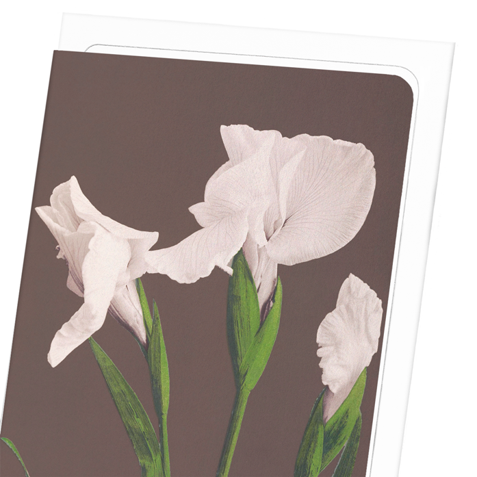 PHOTOMECHANICAL PRINT OF WHITE IRISES (C.1890): Photo Greeting Card