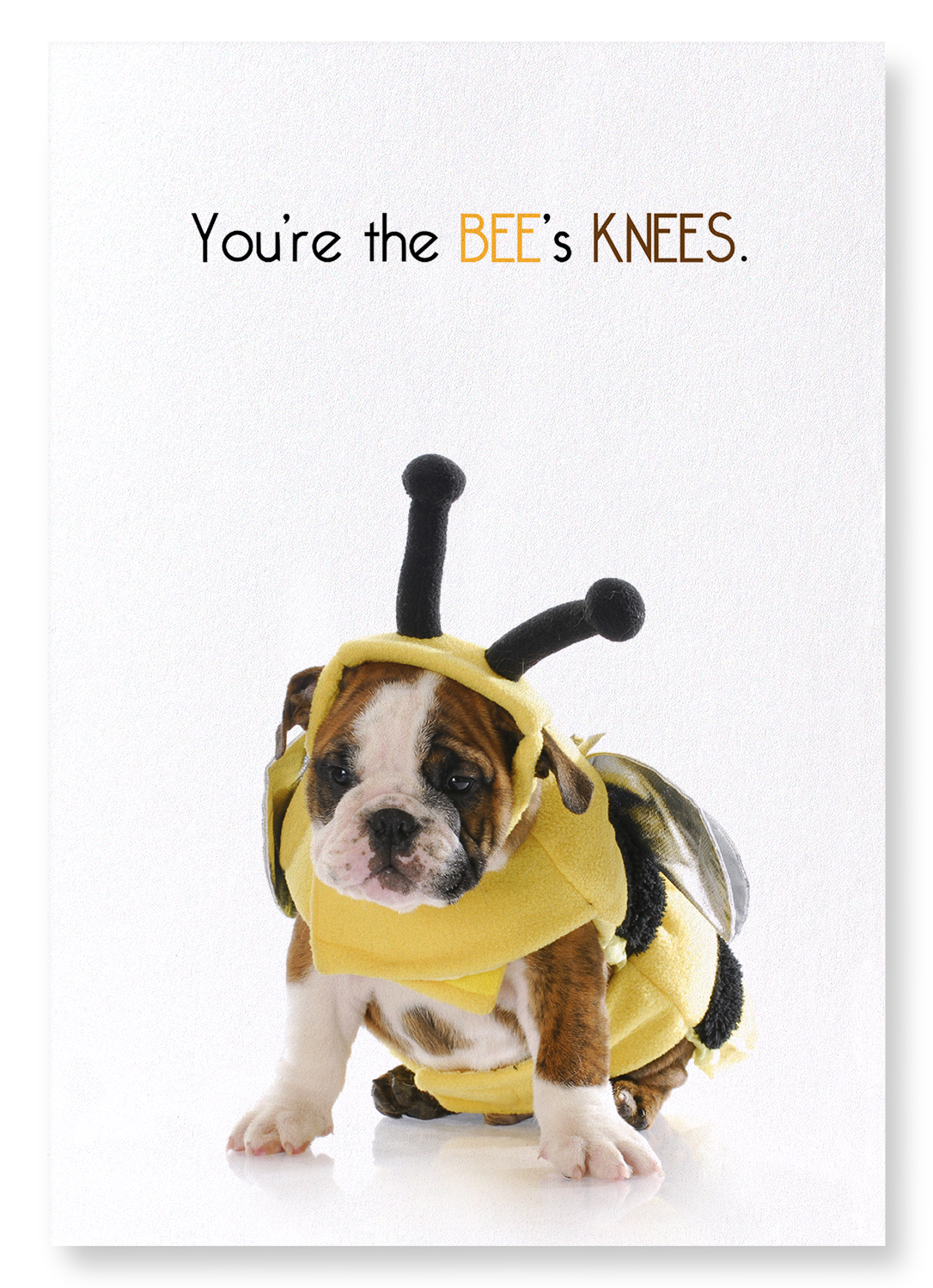 THE BEE'S KNEES: Funny Animal Art Print
