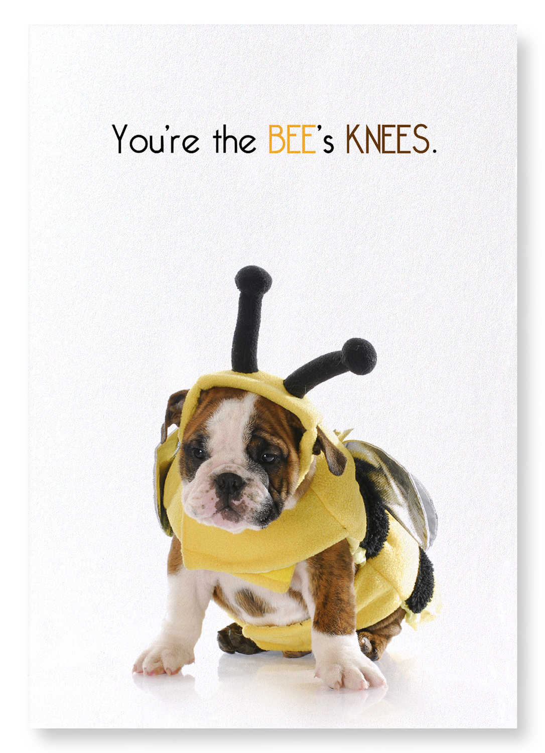 THE BEE'S KNEES: Funny Animal Art print
